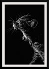 "Furry cat with collar and bell yawning showing sharp teeth against black background"