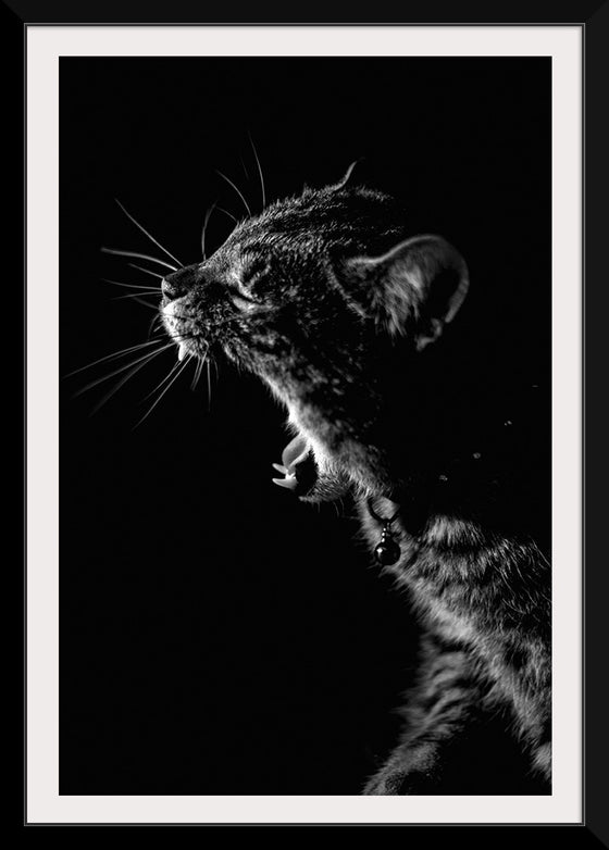 "Furry cat with collar and bell yawning showing sharp teeth against black background"