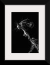 "Furry cat with collar and bell yawning showing sharp teeth against black background"