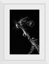 "Furry cat with collar and bell yawning showing sharp teeth against black background"