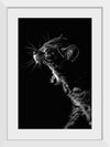 "Furry cat with collar and bell yawning showing sharp teeth against black background"