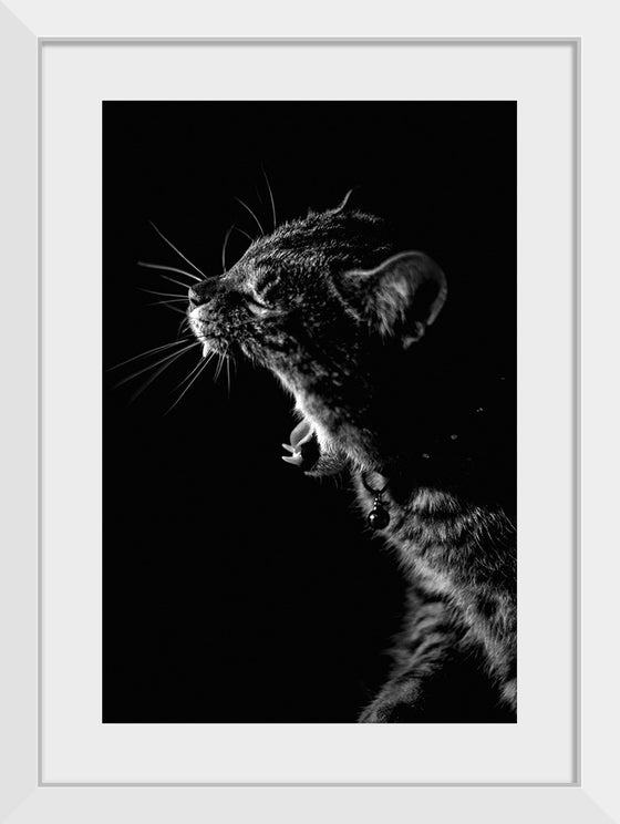 "Furry cat with collar and bell yawning showing sharp teeth against black background"