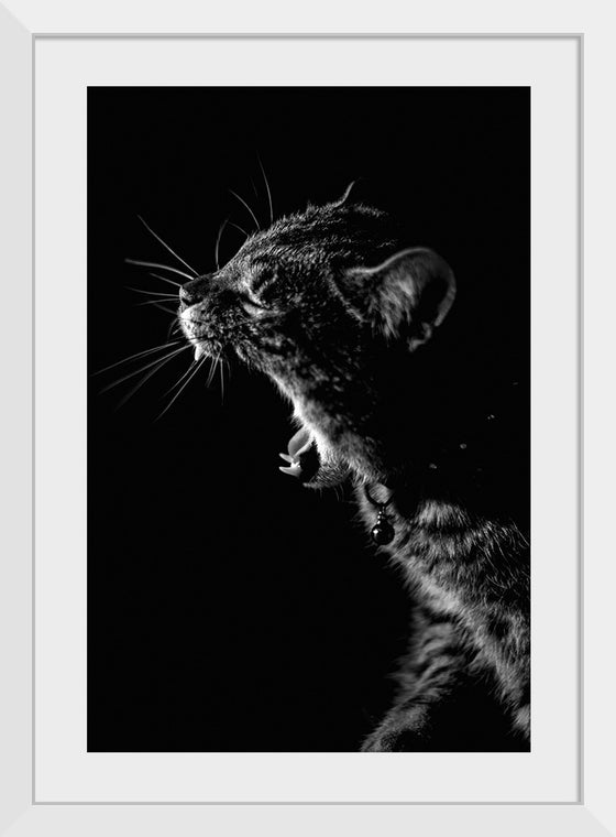 "Furry cat with collar and bell yawning showing sharp teeth against black background"