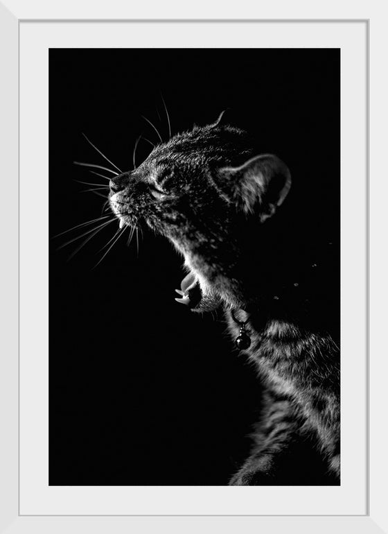 "Furry cat with collar and bell yawning showing sharp teeth against black background"