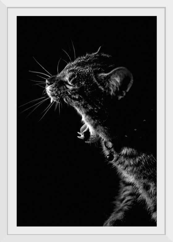 "Furry cat with collar and bell yawning showing sharp teeth against black background"