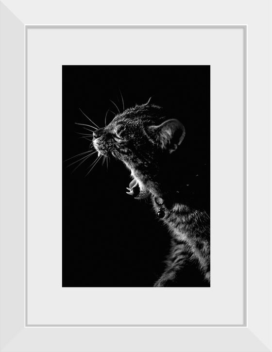 "Furry cat with collar and bell yawning showing sharp teeth against black background"