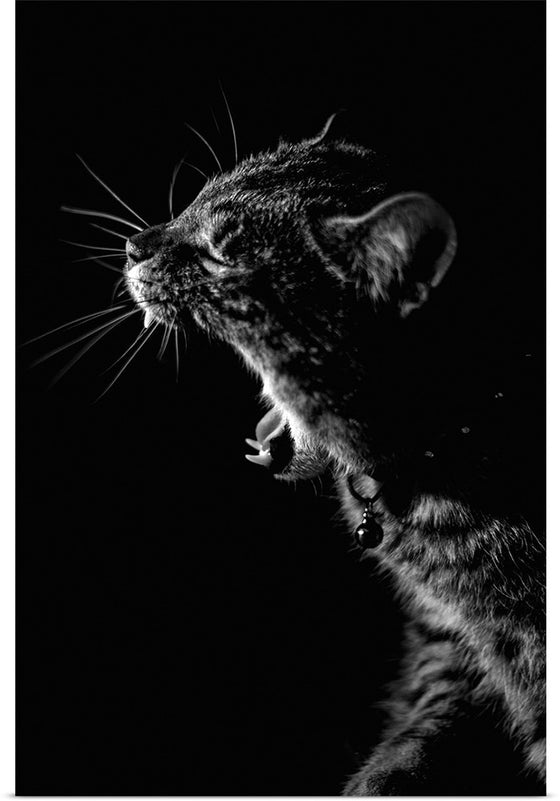 "Furry cat with collar and bell yawning showing sharp teeth against black background"