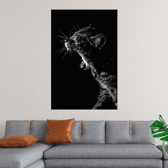 "Furry cat with collar and bell yawning showing sharp teeth against black background"