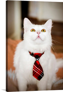  Adorn your walls with this captivating print of a pristine Siberian white cat, its eyes gleaming with curiosity, stylishly dressed in a red and black striped tie. The immaculate fur of the cat contrasts beautifully with the vibrant tie, capturing the essence of elegance and whimsy.