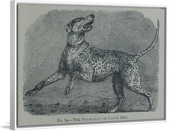 "The Dalmatian or Coach Dog", Mary E.C. Boutell