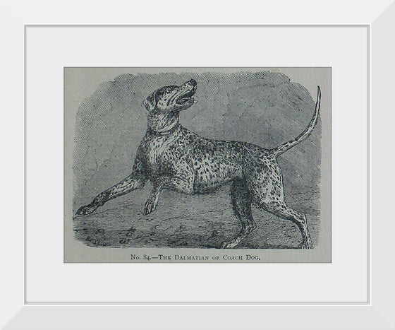 "The Dalmatian or Coach Dog", Mary E.C. Boutell