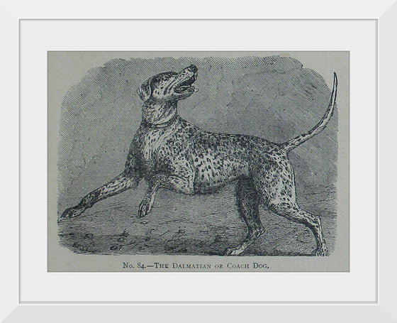 "The Dalmatian or Coach Dog", Mary E.C. Boutell