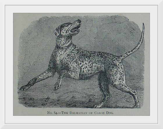 "The Dalmatian or Coach Dog", Mary E.C. Boutell