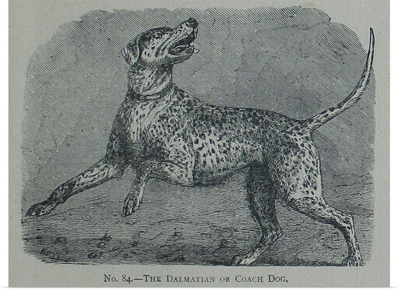 "The Dalmatian or Coach Dog", Mary E.C. Boutell