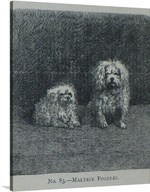  Immerse yourself in the timeless elegance of “Maltese Poodles,” a captivating print that brings the refined grace of these beloved dogs to life. Every strand of fur, expressive gaze, and poised stance is rendered with exquisite detail, offering a glimpse into the serene world of these majestic creatures. This artwork, marked as No. 83, captures not just the physical beauty but also the soulful essence of Maltese Poodles, making it a perfect addition for collectors and dog lovers alike. 