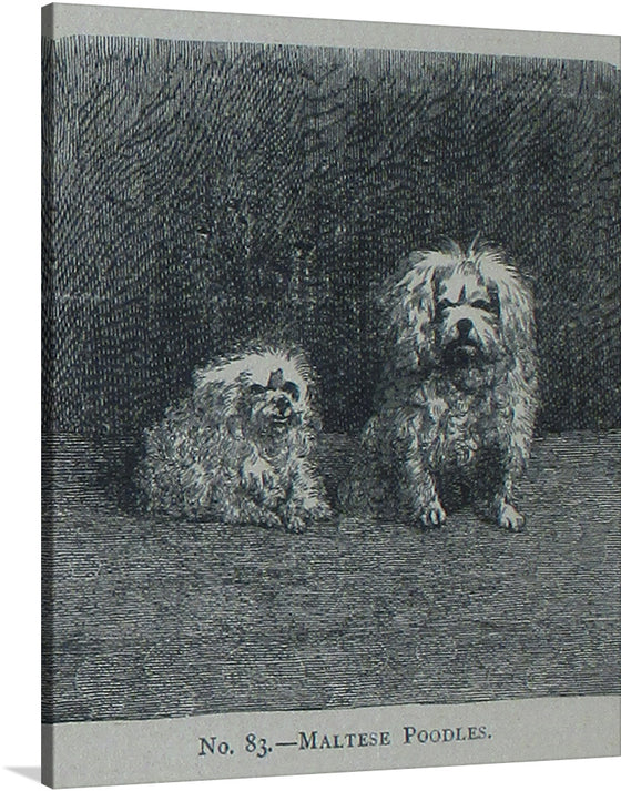 Immerse yourself in the timeless elegance of “Maltese Poodles,” a captivating print that brings the refined grace of these beloved dogs to life. Every strand of fur, expressive gaze, and poised stance is rendered with exquisite detail, offering a glimpse into the serene world of these majestic creatures. This artwork, marked as No. 83, captures not just the physical beauty but also the soulful essence of Maltese Poodles, making it a perfect addition for collectors and dog lovers alike. 