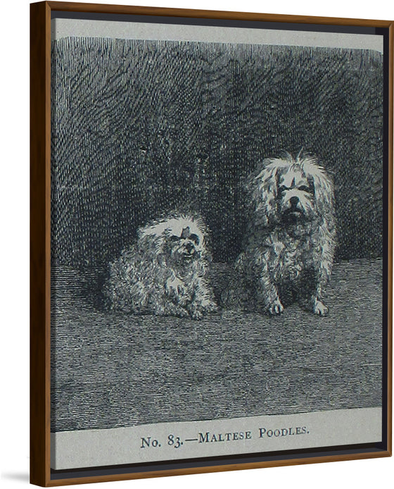 "Maltese Poodles", Mary E.C. Boutell