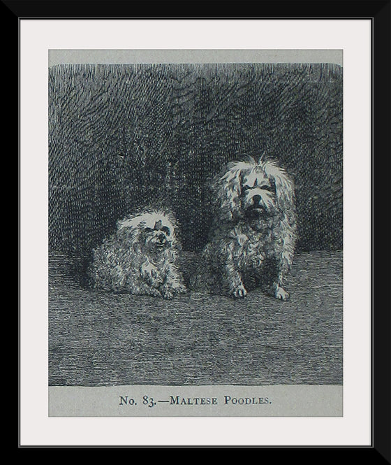 "Maltese Poodles", Mary E.C. Boutell