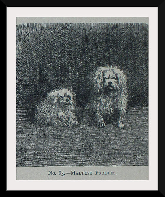 "Maltese Poodles", Mary E.C. Boutell