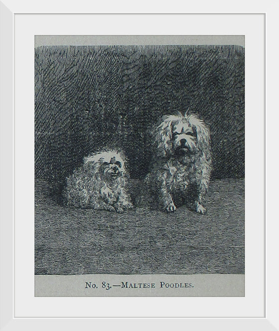 "Maltese Poodles", Mary E.C. Boutell