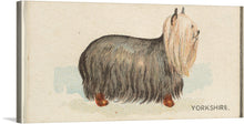  “Yorkshire, from the Dogs of the World series for Old Judge Cigarettes” invites you to a world of canine elegance. This meticulously crafted artwork captures the grace and poise of a Yorkshire Terrier, rendered with lifelike precision that breathes life into every strand of its silken coat. 