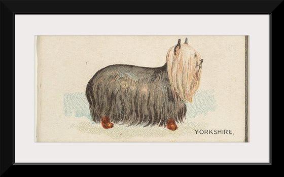 "Yorkshire, from the Dogs of the World series for Old Judge Cigarettes", Goodwin &amp; Company