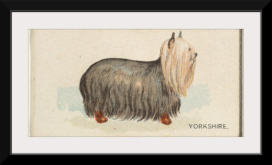 "Yorkshire, from the Dogs of the World series for Old Judge Cigarettes", Goodwin &amp; Company