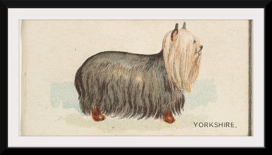 "Yorkshire, from the Dogs of the World series for Old Judge Cigarettes", Goodwin &amp; Company