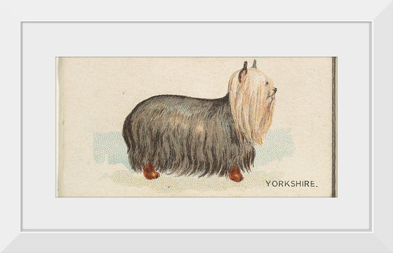 "Yorkshire, from the Dogs of the World series for Old Judge Cigarettes", Goodwin &amp; Company