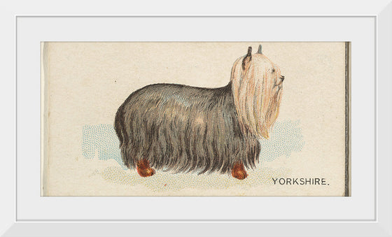 "Yorkshire, from the Dogs of the World series for Old Judge Cigarettes", Goodwin &amp; Company