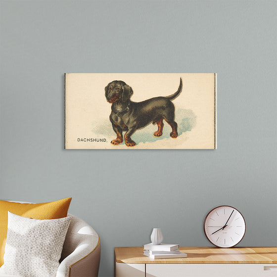 "Dachshund, from the Dogs of the World series for Old Judge Cigarettes", Goodwin & Company