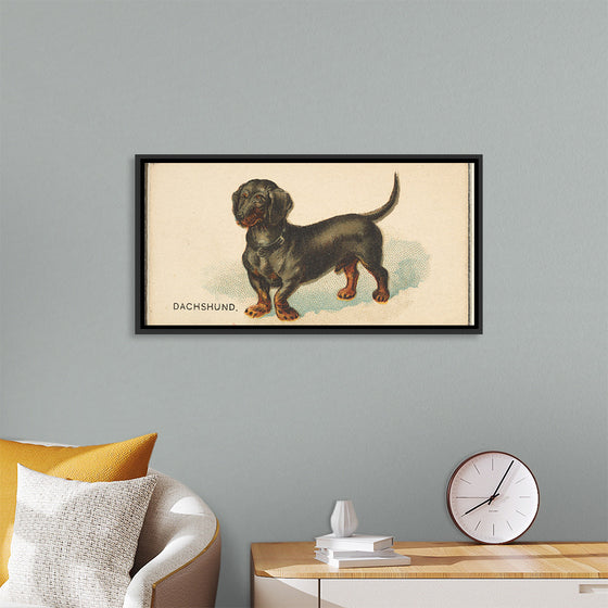 "Dachshund, from the Dogs of the World series for Old Judge Cigarettes", Goodwin & Company