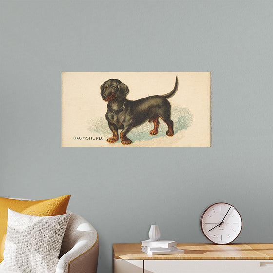 "Dachshund, from the Dogs of the World series for Old Judge Cigarettes", Goodwin & Company