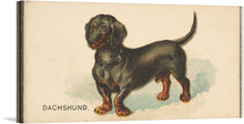  Experience the beauty of vintage trading cards with “Dachshund, from the Dogs of the World series for Old Judge Cigarettes” by Goodwin & Company. This print is part of a series of 50 trading cards that depict dogs of various breeds, issued in 1890 to promote Old Judge Cigarettes.