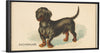 "Dachshund, from the Dogs of the World series for Old Judge Cigarettes", Goodwin & Company