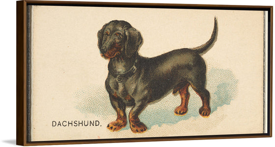 "Dachshund, from the Dogs of the World series for Old Judge Cigarettes", Goodwin & Company