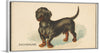 "Dachshund, from the Dogs of the World series for Old Judge Cigarettes", Goodwin & Company