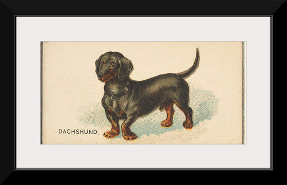 "Dachshund, from the Dogs of the World series for Old Judge Cigarettes", Goodwin & Company