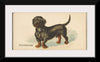 "Dachshund, from the Dogs of the World series for Old Judge Cigarettes", Goodwin & Company