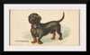 "Dachshund, from the Dogs of the World series for Old Judge Cigarettes", Goodwin & Company