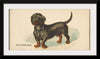 "Dachshund, from the Dogs of the World series for Old Judge Cigarettes", Goodwin & Company