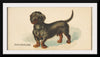 "Dachshund, from the Dogs of the World series for Old Judge Cigarettes", Goodwin & Company