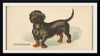 "Dachshund, from the Dogs of the World series for Old Judge Cigarettes", Goodwin & Company