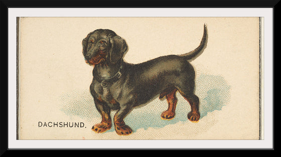 "Dachshund, from the Dogs of the World series for Old Judge Cigarettes", Goodwin & Company