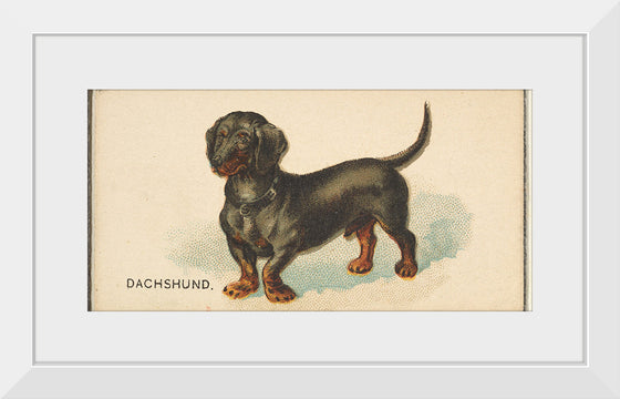 "Dachshund, from the Dogs of the World series for Old Judge Cigarettes", Goodwin & Company