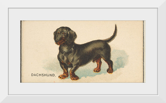 "Dachshund, from the Dogs of the World series for Old Judge Cigarettes", Goodwin & Company