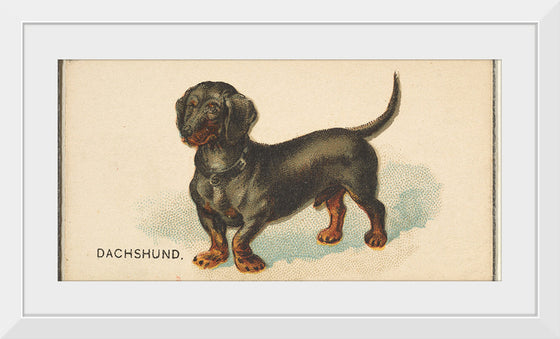 "Dachshund, from the Dogs of the World series for Old Judge Cigarettes", Goodwin & Company