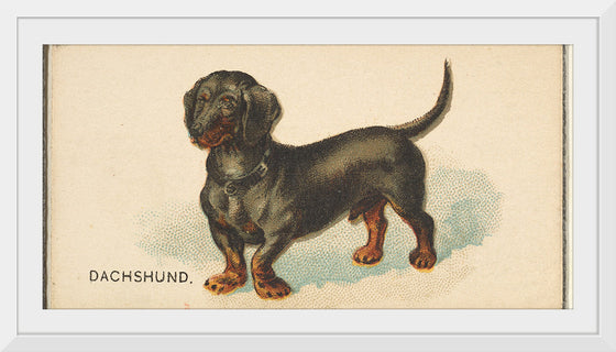 "Dachshund, from the Dogs of the World series for Old Judge Cigarettes", Goodwin & Company