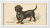 "Dachshund, from the Dogs of the World series for Old Judge Cigarettes", Goodwin & Company