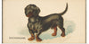 "Dachshund, from the Dogs of the World series for Old Judge Cigarettes", Goodwin & Company